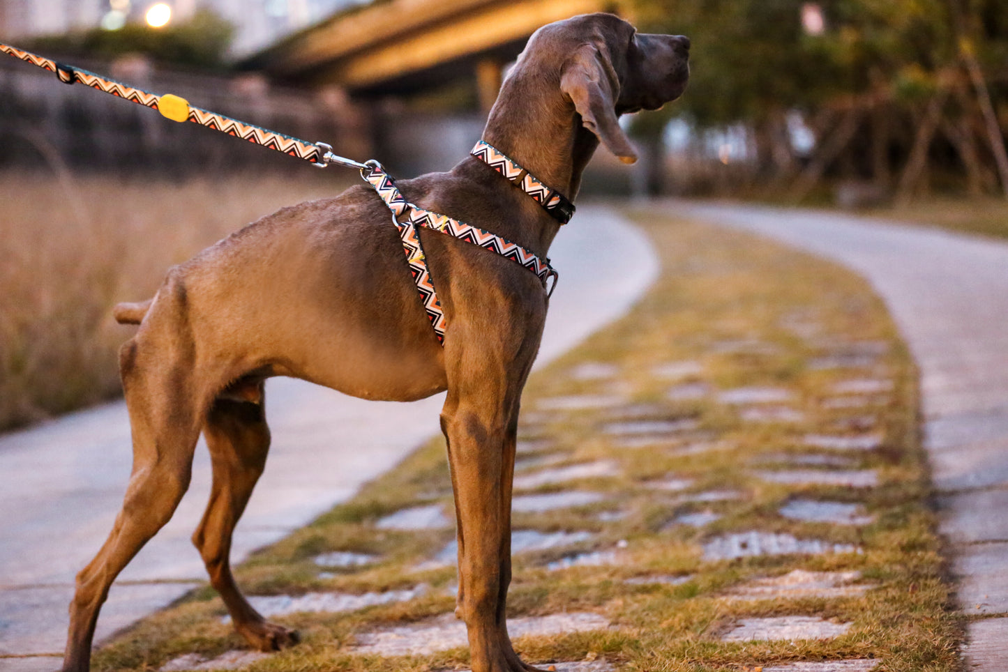 Dog Harnesses Totem Colorful-Best Pet Supplies Voyager Step